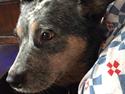 Australsk cattledog Bonnie