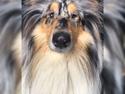 Collie langhåret Amino ~•~Himmelhund~•~