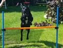 Labrador retriever Bimmer