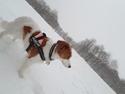 Kooikerhondje Clara