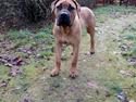 Dogo canario Mauro
