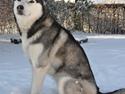 Siberian husky Mesmocan Kida of Kiowa (Kida)