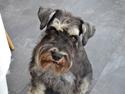 Dvaergschnauzer Meyer