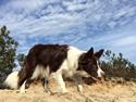 Border collie Kian Stars Ocean Ohana