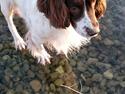 Field Trial Springer Spaniel sepa's Louie