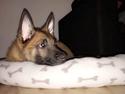 Malinois Louis