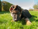 Schæferhund Dexter