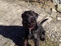 Mellemschnauzer Bella (Galaxia)