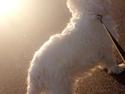 West highland white terrier Anne