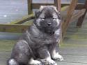 Eurasier Coda (Callistra’s Alderaan)