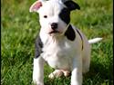 Staffordshire bull terrier *NUTTY*