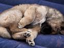 Eurasier Gabbi