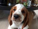 Welsh springer spaniel Anfield (fødsels navn Sne)