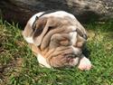 Olde english bulldogge Harald