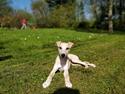 Whippet Cosmo (Tiny Tunes Ain't No Sunshine)