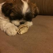 Shih tzu Micha