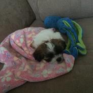 Shih tzu Micha