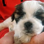 Shih tzu Micha