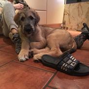 Irsk ulvehund Clonakilty av Black Glacier aka “Marvin”