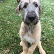 Irsk ulvehund Clonakilty av Black Glacier aka “Marvin”