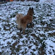 Tervueren Messi (Basse)