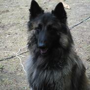 Tervueren Messi (Basse)