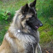 Tervueren Messi (Basse)