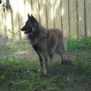 Tervueren Messi (Basse)