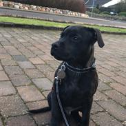 Staffordshire bull terrier Alpha
