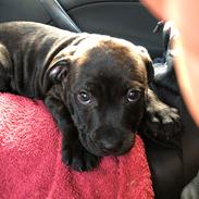Staffordshire bull terrier Alpha