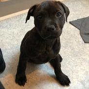 Staffordshire bull terrier Alpha