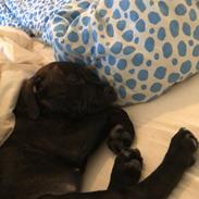 Staffordshire bull terrier Alpha