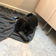 Staffordshire bull terrier Alpha