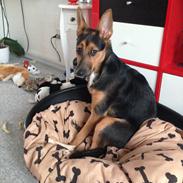 Blanding af racer Frida