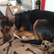 Blanding af racer Frida