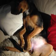 Blanding af racer Frida