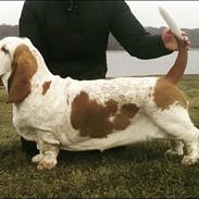 Basset hound Longbodys Clean and Sober (Loui)