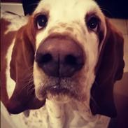 Basset hound Longbodys Clean and Sober (Loui)