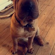 Shar pei Akira