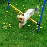 Yorkshire terrier Freja 