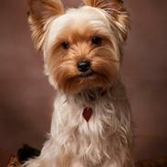 Yorkshire terrier Freja 