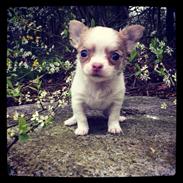 Chihuahua High Fly Schisandra