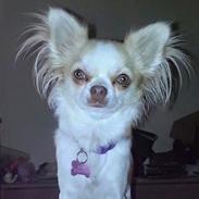 Chihuahua High Fly Schisandra