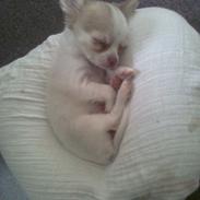 Chihuahua High Fly Schisandra