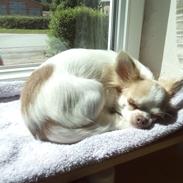 Chihuahua High Fly Schisandra