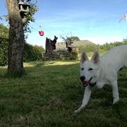 Hvid Schweizisk Hyrdehund Happy Hekla (Luna)
