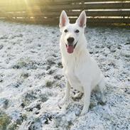 Hvid Schweizisk Hyrdehund Happy Hekla (Luna)