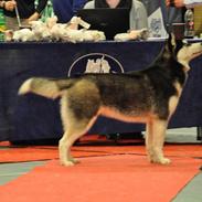 Siberian husky Mesmocan Lightning Ridge (Iza)