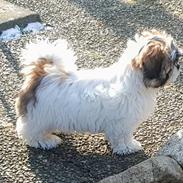 Shih tzu Micha