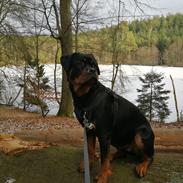 Rottweiler Aya Viola 